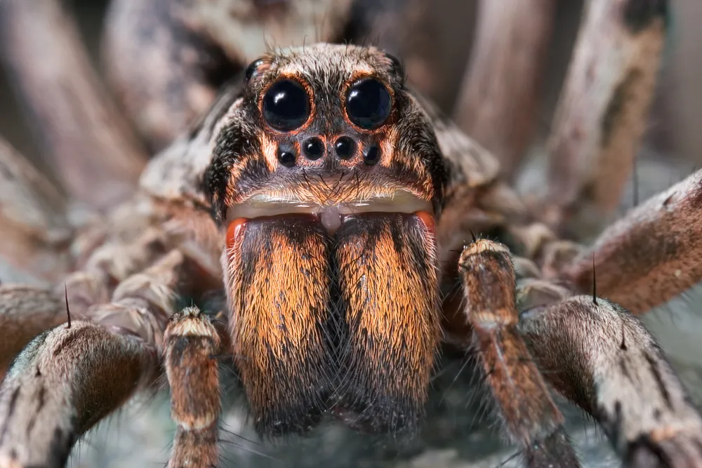 What animals are you most afraid of?